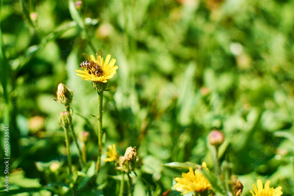Flying bee, pollinating flowers, Pollination. A bee flies over a dandelion. An amazing flying insect. flower fly, soaring bees. Insects, beetles Flying bee, pollinating flowers, Pollination. A bee flies over a dandelion. An amazing flying insect. flower fly, soaring bees. Insects, beetles