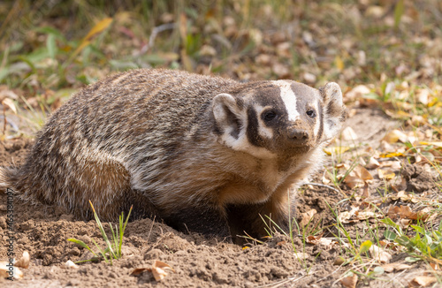 Badger Hunting for Food in Wyoming in Autumn