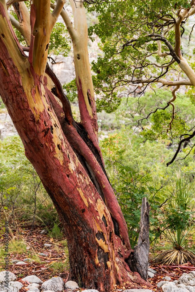 Red Bark Tree Red Bark Tree