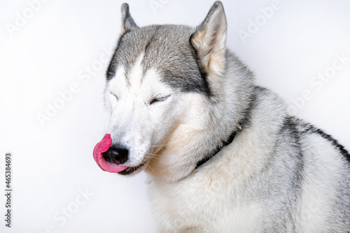 the dog is playing and eating goodies