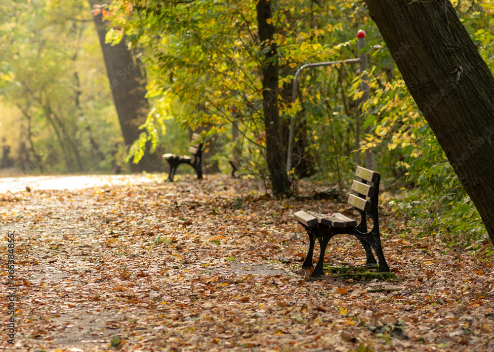 ławki w parku jesienią wśród drzew i opadłych liści