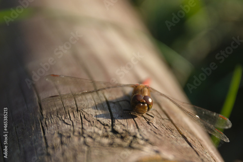dragonfly - red saber (Latin Sympetrum sanguineum) - a species of Eurasian dragonfly from the dragonfly family (Latin Libellulidae). A mature male is red