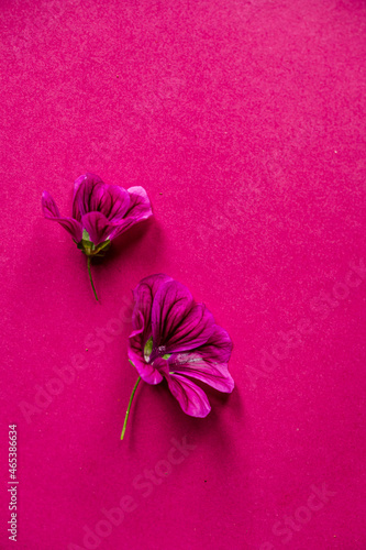 purple mallow on the pink backgrund