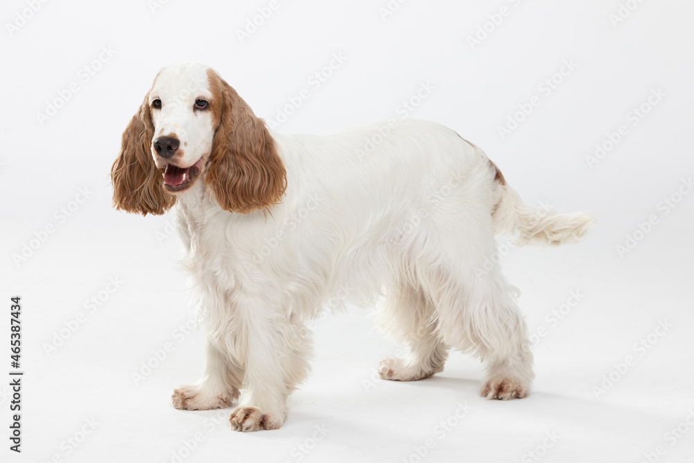 The dog is standing and wagging its tail. English cocker spaniel with honey gold coat. The dog is standing and wagging its tail. English cocker spaniel with honey gold coat.