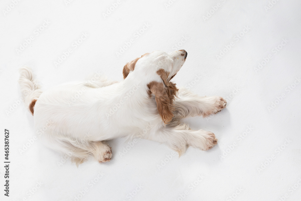 Fototapeta premium The dog is lying on its belly and looking around. English cocker spaniel with honey gold coat. Top frame.