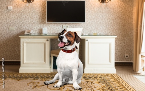 A happy and healthy pet dog relaxing in a home interior
