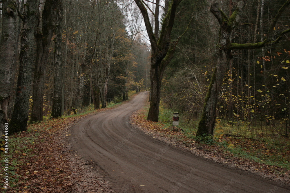 Naklejka premium road in the forest