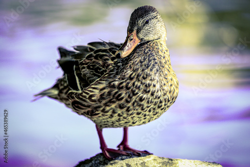 American black duck standing by the water 
