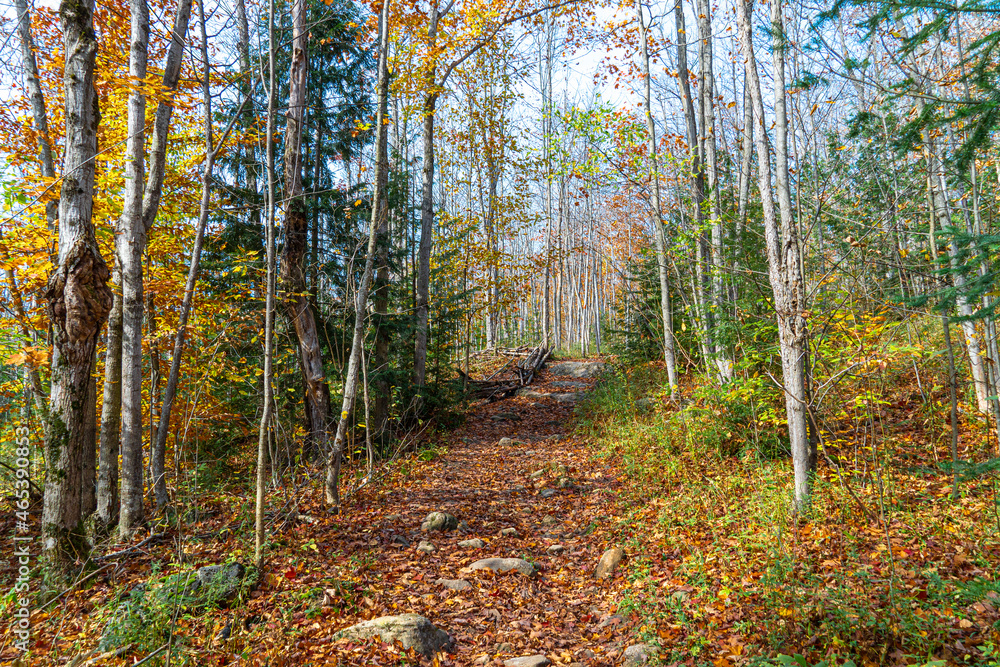 Autumn in the deciduous forests of Ontario Autumn in the deciduous forests of Ontario