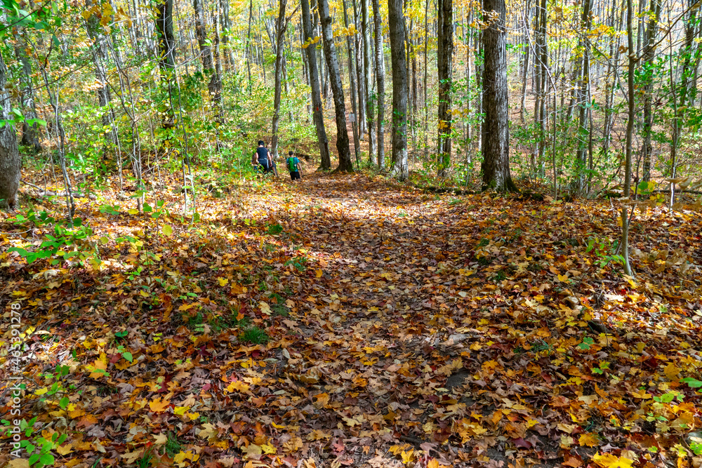 Walks in the autumn forest Walks in the autumn forest