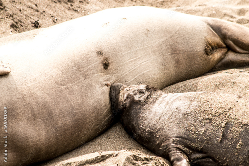 California baby sea lion feeding on the beach California baby sea lion feeding on the beach