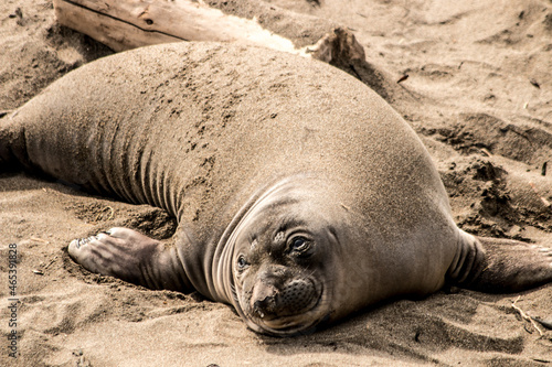California Sea Lion resting on the beach