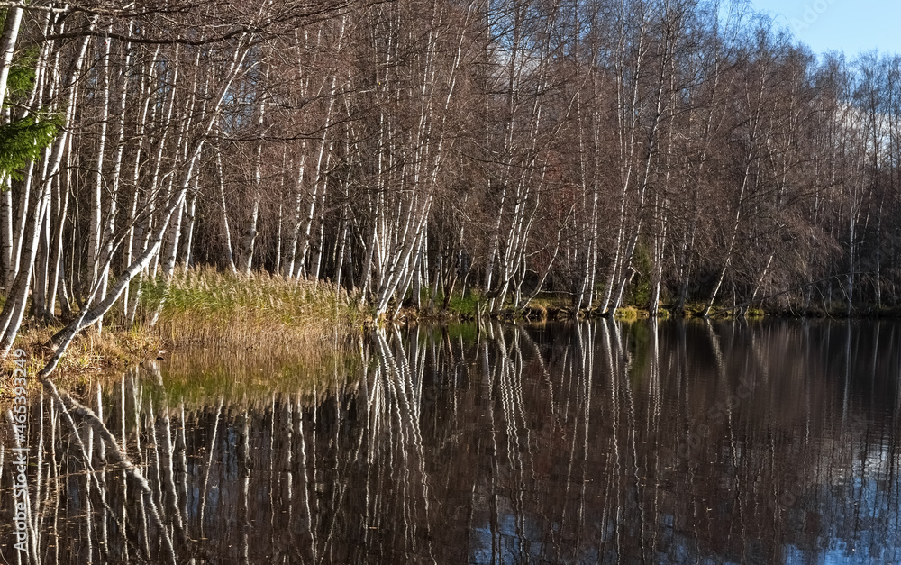 Leafless trees in autumn and reflection of trees in the lake. Bare birch forest by the lake. Photo Leafless trees in autumn and reflection of trees in the lake. Bare birch forest by the lake. Photo