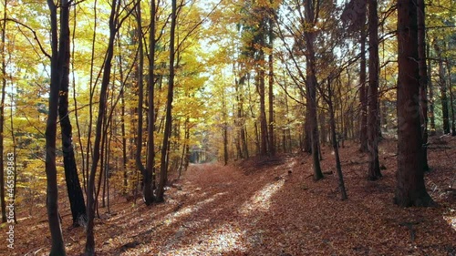 Beautyfull cinematic  view on forest in autumn colours. 