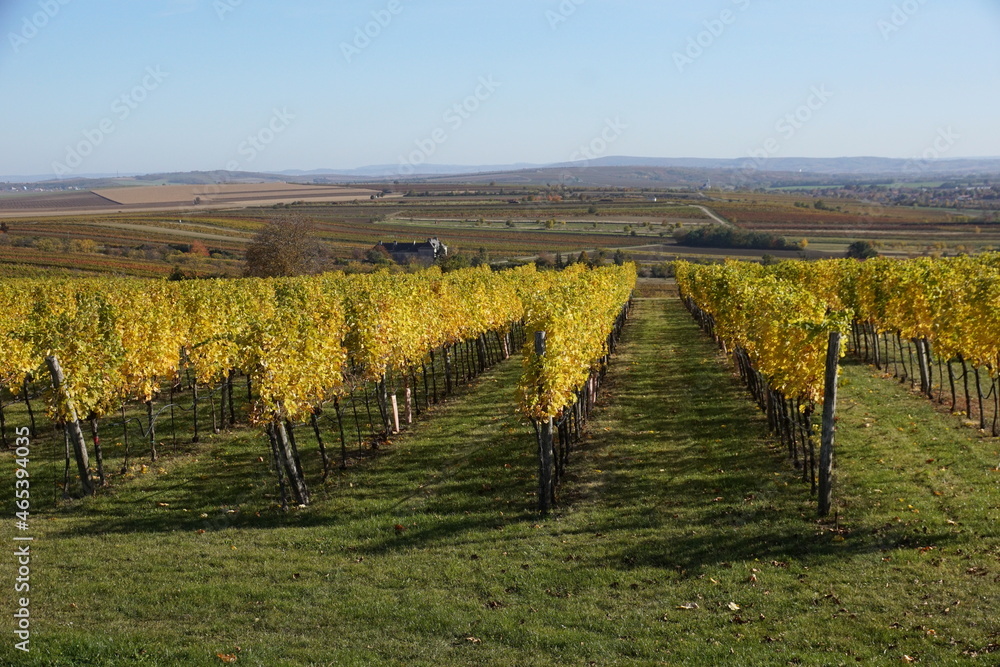 View of vineyards in Lower Austria in autumn
