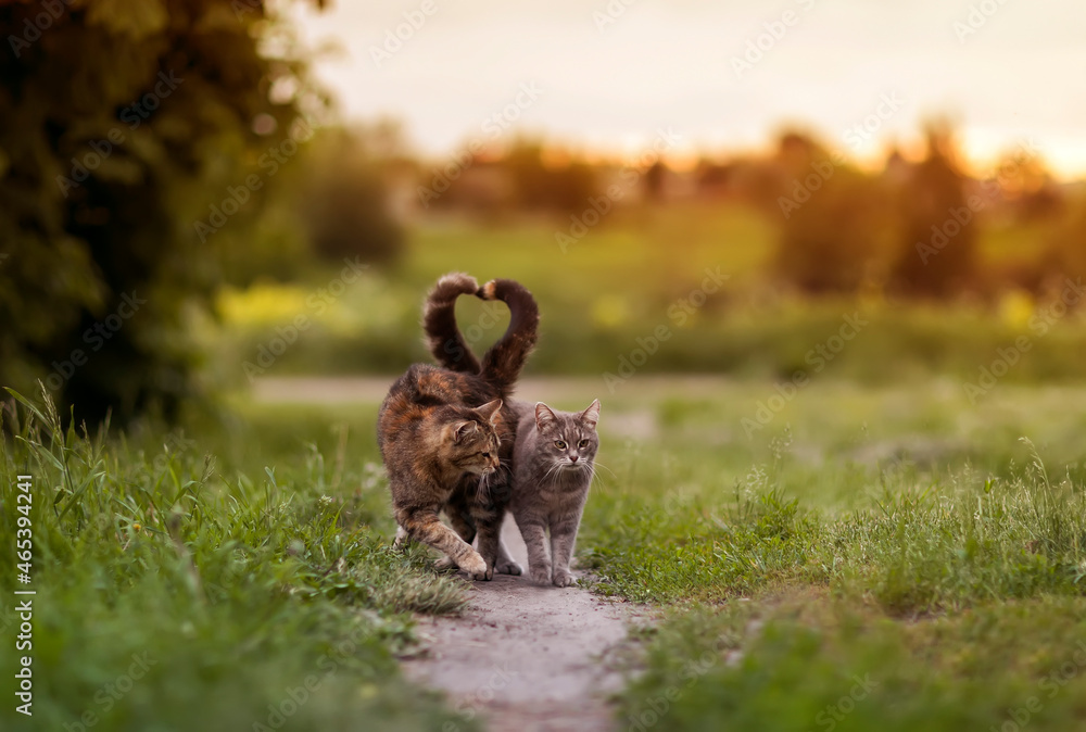  pair of loving cats walking on the green grass bending their tails in the shape of a heart - obrazy, fototapety, plakaty 