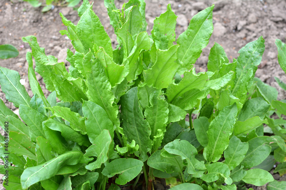 In the open ground in the garden grows sorrel. In the open ground in the garden grows sorrel.