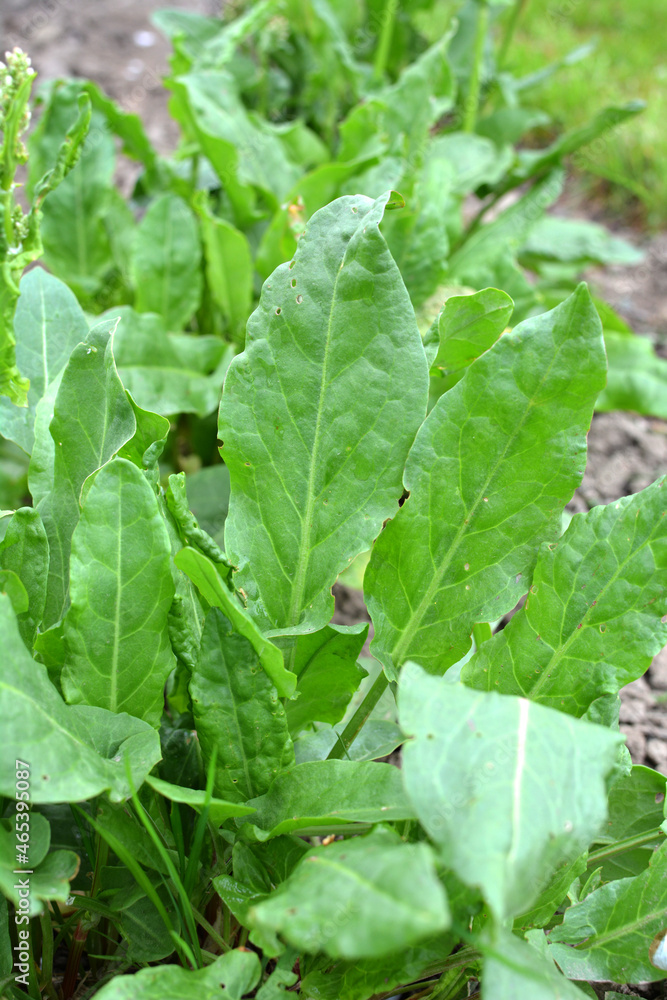 Fototapeta premium In the open ground in the garden grows sorrel.