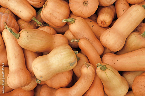 Top view of many Butternut squashes photo