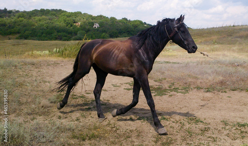 a dark large horse running across the field
