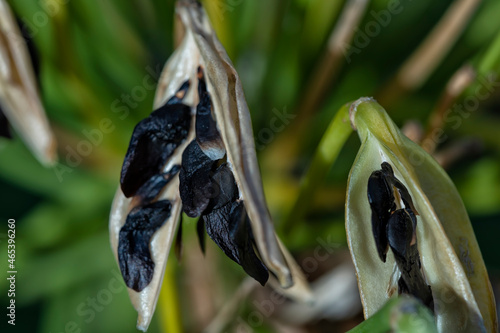 Detail of the seeds of an Agapanthus africanus