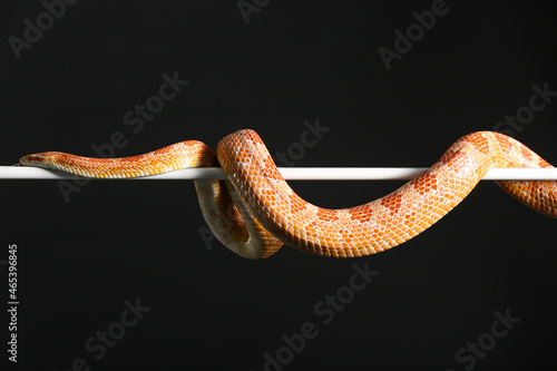 Corn snake on black background