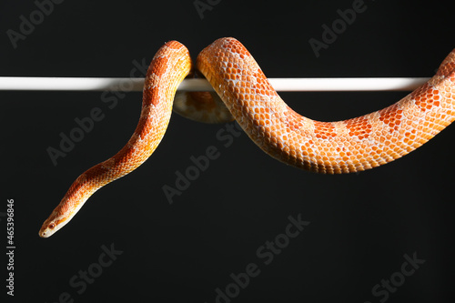 Corn snake on black background