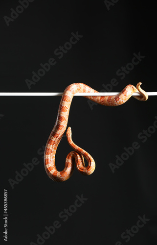 Corn snake on black background