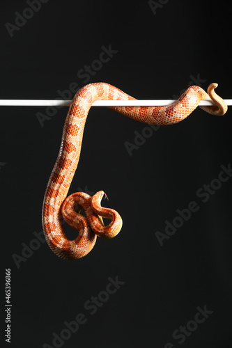 Corn snake on black background