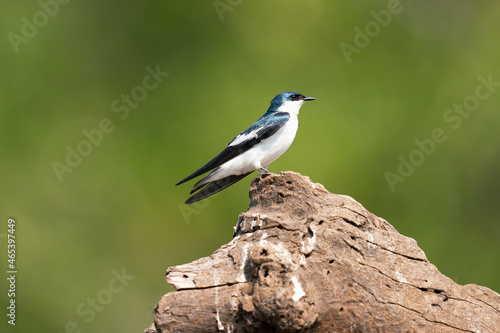 The tree swallow (Tachycineta bicolor)