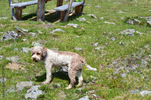 Portrait of a Lagotto Romagnolo dog photo
