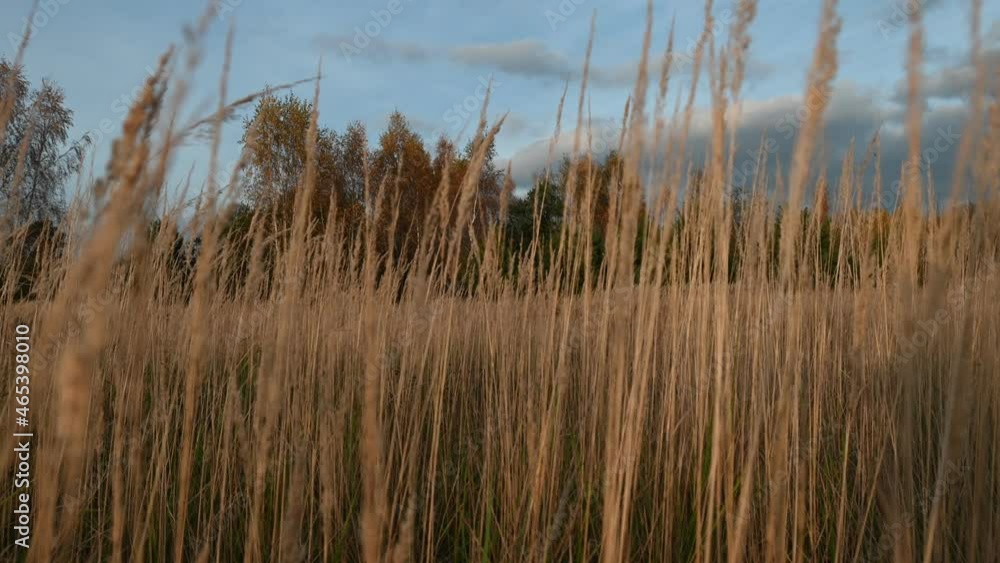 Autumn landscape. Swaying grasses against the backdrop of birch trees and the blue sky. Autumn landscape. Swaying grasses against the backdrop of birch trees and the blue sky.