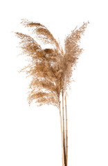 Dry common reeds on white background