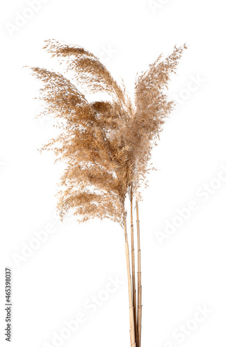 Dry common reeds on white background photo