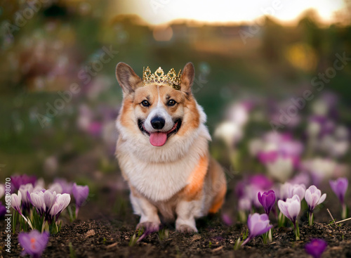 cute corgi dog in a golden crown sits on a spring field among the flowers of ...