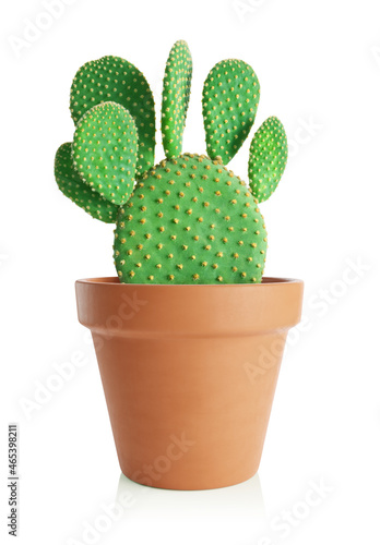 Bunny ears plant. Cactus opuntia in terracotta pot isolated on white background.