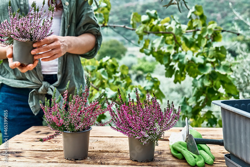 Woman planting calluna vulgaris, common heather, simply heather and erica in a pot on wooden table in the garden. House, garden and balcony decoration with seasonal autumn flowers. photo
