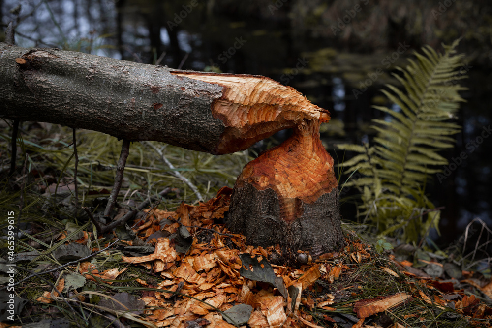 Tree gnawed through by beaver, wood chips around tree stump,photo of beaver damage Tree gnawed through by beaver, wood chips around tree stump,photo of beaver damage