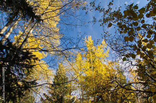 Autumn Trees against a Blue Sky