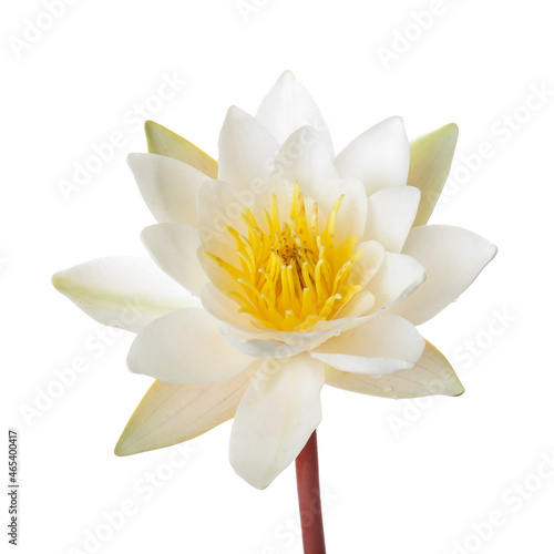 Blooming waterlily on white background, closeup