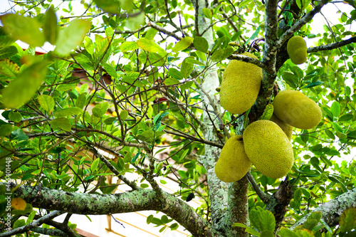 Fruits in a jackfruit tree (Artocarpus heterophyllus) in Seychelles. photo