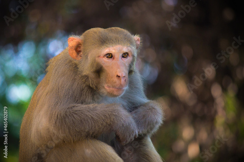 Rhesus macaque monkey looking curiously at a distance and are familiar brown primates or apes with red faces and rears are also known as Macaca or Mullata