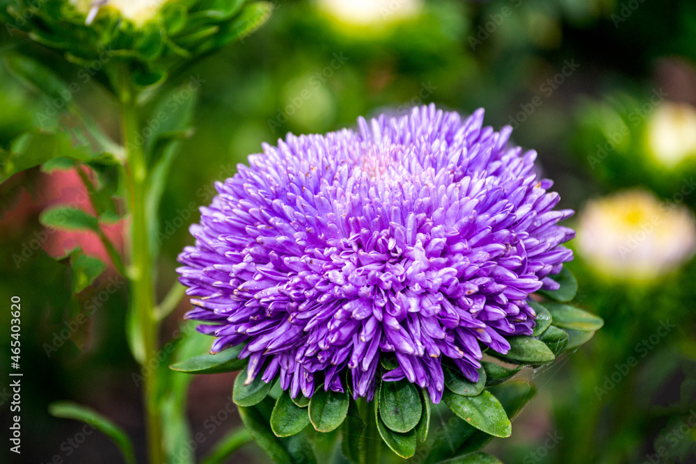 Purple double aster flower in the garden on the flowerbed. Purple double aster flower in the garden on the flowerbed.