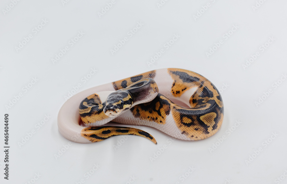 Naklejka premium Royal Python on white background