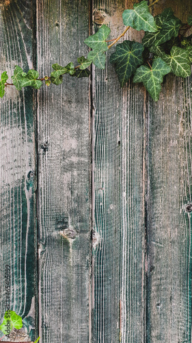 old wooden fence