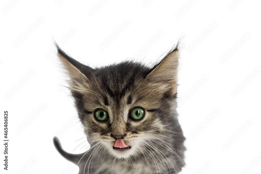 Cute fluffy kitten, isolated, portrait Cute fluffy kitten, isolated, portrait