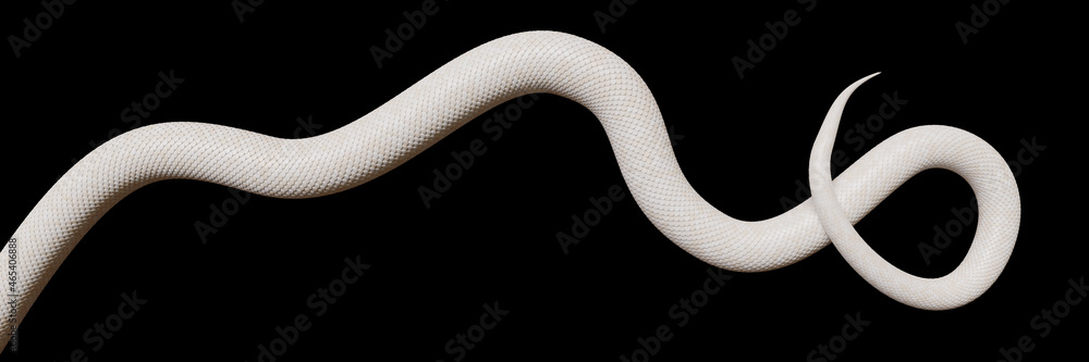 tail of a white snake, isolated on black background banner