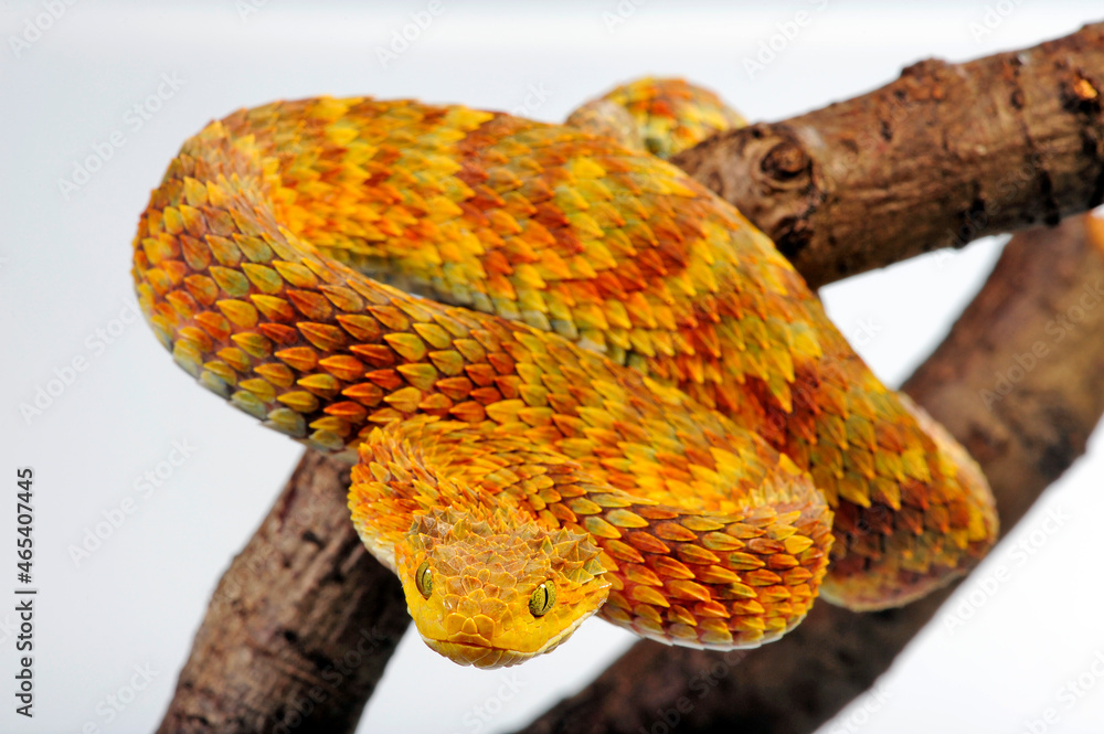 CalPhotos: Atheris squamigera; Green Bush Viper