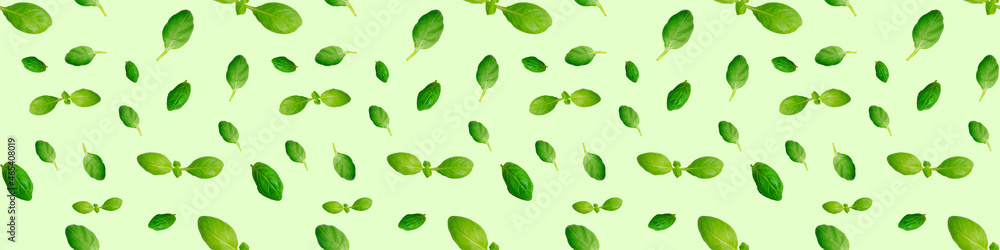Fresh green basil leaves isolated on green background. Top view. Flat lay. Seamless pattern Fresh green basil leaves isolated on green background. Top view. Flat lay. Seamless pattern