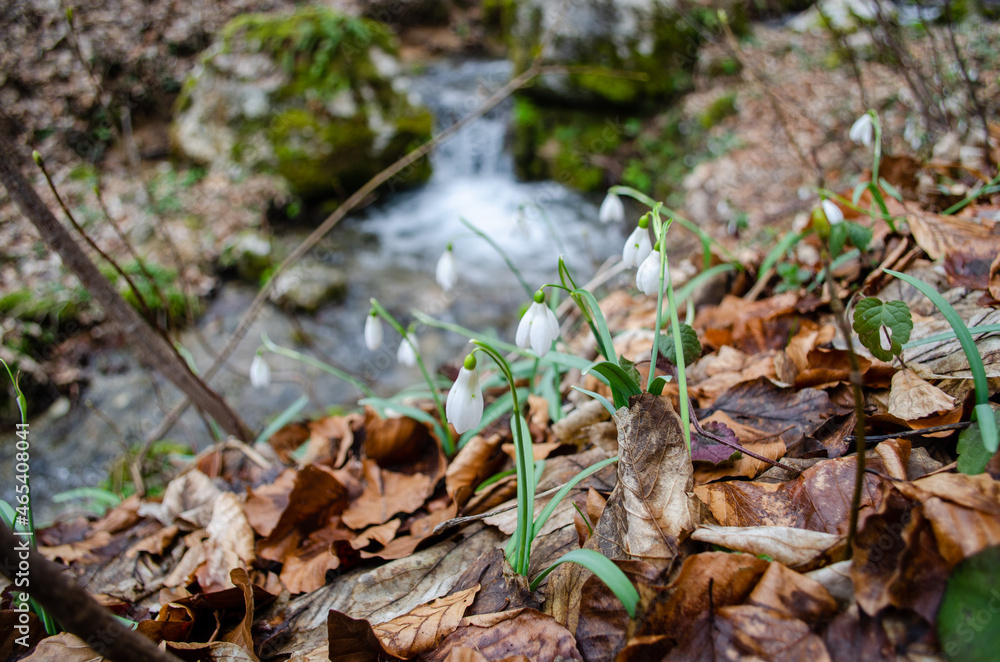 Snowdrops in the forest